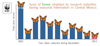 Monarch Butterfly Migration At Risk Of Disappearing Wwf Canada