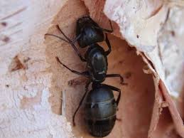 get rid of carpenter ants ant removal
