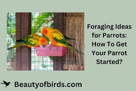 foraging ideas for parrots how to get