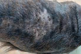 help my dog has dry flaky skin and is
