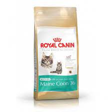 royal canin kitten maine 36