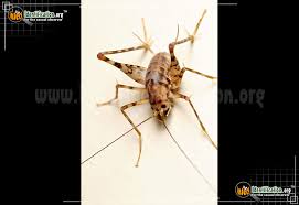 Spotted Camel Cricket