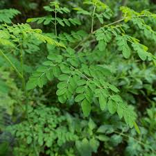 Image result for Moringa still one of the best local anti cancer preparation