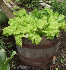 How To Grow Plants In A Wine Barrel