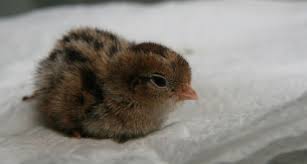 Картинки по запросу baby quail