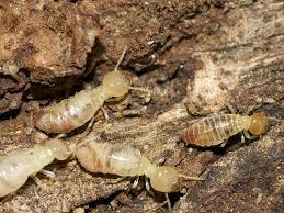 Surprising Damage Termites Can Eat