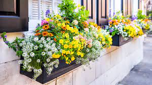 flowering plants for your window bo