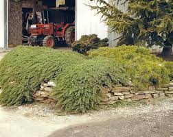 dwarf anese garden juniper