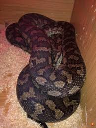 carpet python signs of being gravid