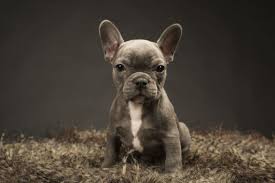 French bulldog · houston, tx. Blue French Bulldog Guide Everything You Need To Know