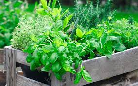 How To Grow Herbs Indoors And Outdoors