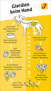 Giardien beim hund (stinkender durchfall) symptome, auswirkungen und behandlung.colitis ulcerosa bauchschmerz. Giardien Beim Hund Symptome Behandlung Tipps Weitere Infos