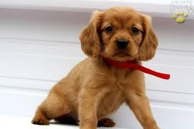 Please let us know if you are in need of a service or therapy companion. Little Red Mini Golden Retriever Puppy For Sale In Appomattox Va Happy Valentines Day Happyvalentinesday2016i