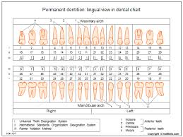 Permanent Dentition Lingual View In Dental Chart Illustrations