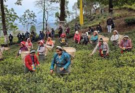 darjeeling tea gardens and workers