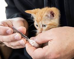 cat nail maintenance pawfect spa