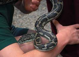 diamond python carpet python