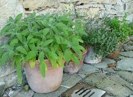 5 Medicinal Herbs To Grow In Pots One