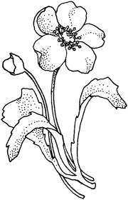 Papaveraceae Poppy Flower Coloring Page Free Printable Coloring Pages