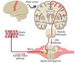 somatic nervous system pathways