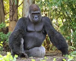 Resultado de imagen de gorilas