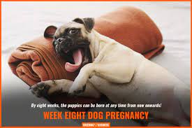 You can at times see the puppy thinking, trying to. When Can You Feel Puppies Move In A Pregnant Dog