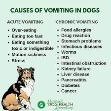 caring for a vomiting dog