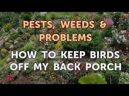 How To Keep Birds Off My Back Porch