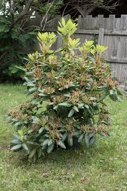 Azalea longevity azaleas are long lived plants when their requirements are met. Bring Out The Best In Your Azaleas And Rhododendron Merrifield Garden Center