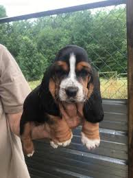 Looking for a basset hound puppies for sale in north carolina, usa? Basset Hound Dog Shipping Rates Services