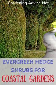 the best evergreen shrubs for hedges in