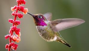 Flores podem atrair e salvar espécies de beija-flor | Rádio Vibe Mundial FM