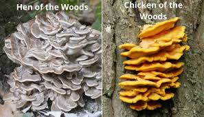 hen of the woods identifying uses