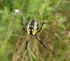argiope spider facts identifications