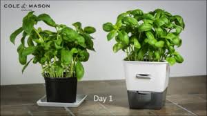 May 5, 2015 by racquel bregg. Cole Mason Single Potted Herb Keeper How To Use Youtube