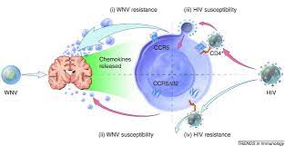 Ccr5 promoter polymorphisms associated with pulmonary tuberculosis in a chinese han the combination of cc chemokine receptor type 5(ccr5) and treg cells predicts prognosis in patients. Ccr5 No Longer A Good For Nothing Gene Chemokine Control Of West Nile Virus Infection Trends In Immunology