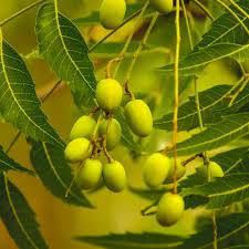 neem tree azadirachta indica flower