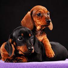 what does a dachshund cost puppy
