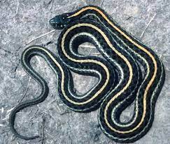The four species of venomous snakes in illinois are the copperhead, cottonmouth water moccasin, timber rattlesnake, and eastern massasauga. Garter Snakes Wildlife Illinois