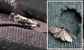 Pests Banish Moths With Just Two