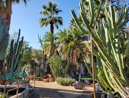moorten botanical garden visit palm