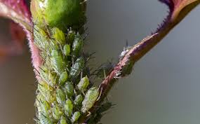 How To Identify Aphids And Save Your