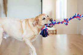 5 best dog rope toys for tug of war fun