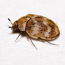 prevent carpet beetles this summer