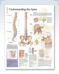 Understanding The Spine Chart 22x28 Study Std Facts