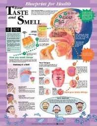 Details About Blueprint For Health Taste And Smell Chart Poster 66x51cm Anatomical New