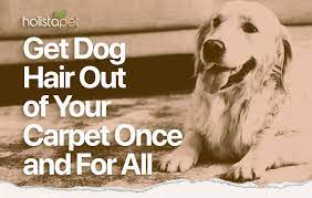 how to get dog hair out of carpet 5