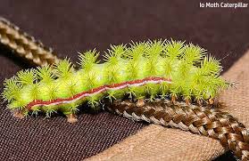 Worlds Top 15 Poisonous Caterpillars Bioexplorer Net
