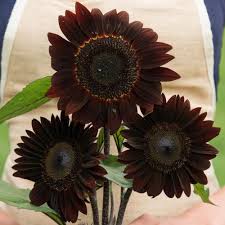 Amazon ignite sell your original digital educational resources. Gurney S Sunflower Moulin Rouge Flower Seeds 25 Seed Packet 61613 The Home Depot Flower Seeds Red Sunflowers Sunflower