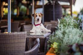 dog friendly restaurants and hotels in